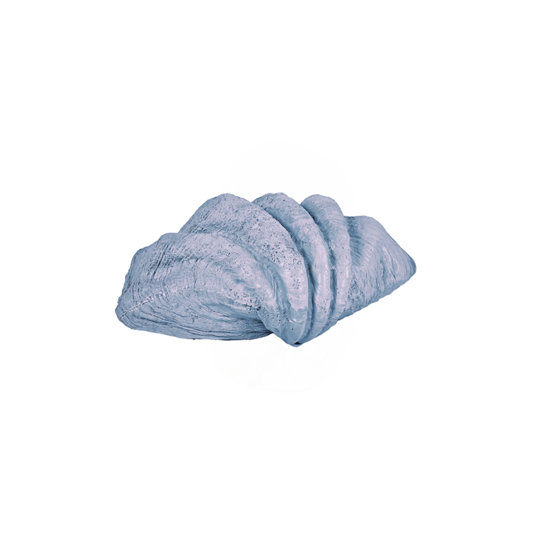 sea shell decor