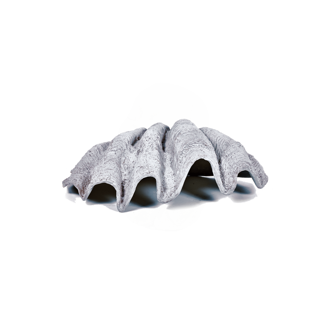 shell decor